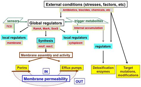 Enterobacter aerogenes and Enterobacter cloacae; .